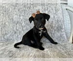 Small #3 Labrador Retriever Mix