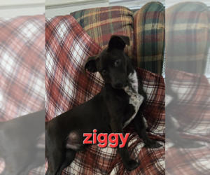 Chiweenie Dogs for adoption in Cranston, RI, USA