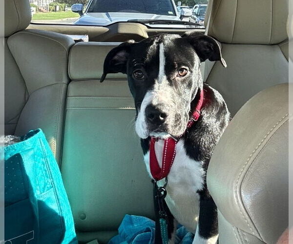 Medium Photo #2 American Staffordshire Terrier-Labrador Retriever Mix Puppy For Sale in Chester, VA, USA