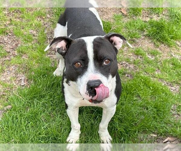Medium Photo #2 American Pit Bull Terrier-Unknown Mix Puppy For Sale in Waco, TX, USA