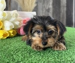 Small #3 Yorkshire Terrier