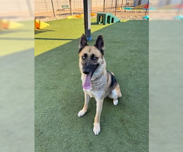 Medium Photo #3 German Shepherd Dog Puppy For Sale in Chandler, AZ, USA