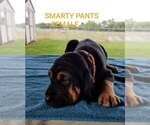 Small Photo #7 Bloodhound Puppy For Sale in ANGLETON, TX, USA