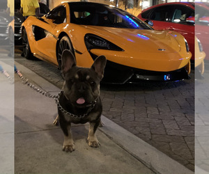 French Bulldog Dog for Adoption in MARIETTA, Georgia USA