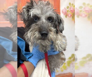 - Mix Dogs for adoption in San Bernardino, CA, USA
