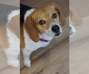 Beagle Dogs for adoption in Crystal , MN, USA