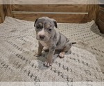 Puppy Puppy 6 American Bully