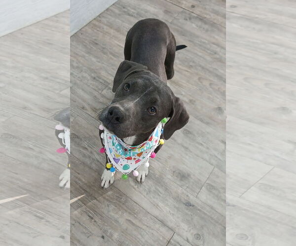 Medium Photo #4 Mutt Puppy For Sale in Murfreesboro, NC, USA