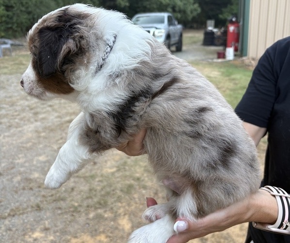Medium Photo #9 Miniature Australian Shepherd Puppy For Sale in BEEBE, AR, USA