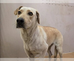 Labrador Retriever-Unknown Mix Dogs for adoption in Martinez, CA, USA