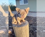 Small #6 French Bulldog