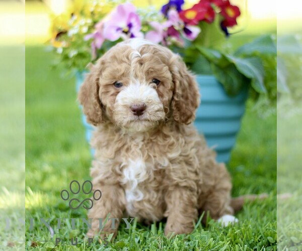 Medium Photo #1 Cavapoo (Miniature) Puppy For Sale in QUARRYVILLE, PA, USA