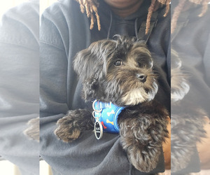 Morkie-Poodle (Miniature) Mix Puppy for sale in MANSFIELD, TX, USA