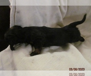 Dachshund Dog for Adoption in GRAHAM, Washington USA