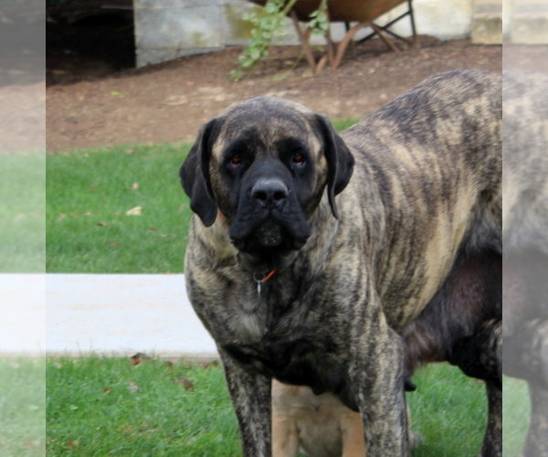 Medium Photo #1 Mastiff Puppy For Sale in RED LION, PA, USA