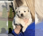 Small Photo #2 American Eskimo Dog Puppy For Sale in OREGON CITY, OR, USA