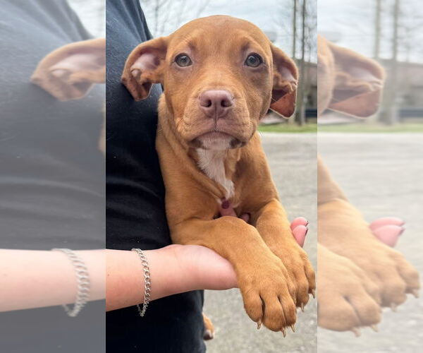 Medium Photo #3 Mutt Puppy For Sale in Wenonah, NJ, USA