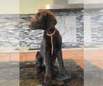 Small #2 Flat Coated Retriever