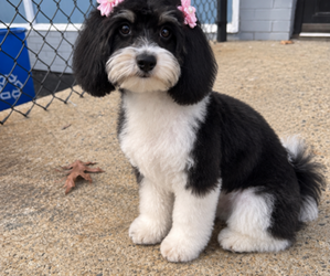 Cavapoo (Miniature) Puppy for sale in RANDOLPH, MA, USA