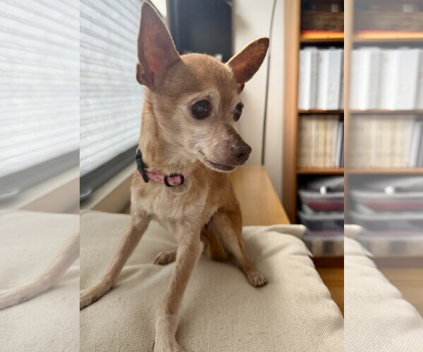 Medium Photo #4 Chihuahua-Unknown Mix Puppy For Sale in San Francisco, CA, USA