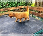Small #7 Golden Retriever