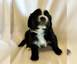 Small #3 Golden Mountain Dog