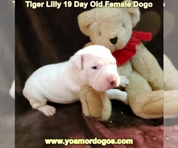 Medium Photo #50 Dogo Argentino Puppy For Sale in JANE, MO, USA
