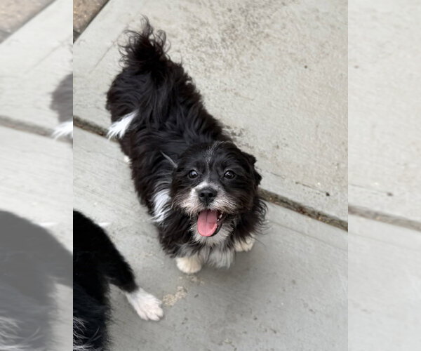 Medium Photo #2 Shih Tzu-Unknown Mix Puppy For Sale in Mooresville, NC, USA