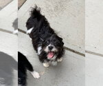 Small #1 Shih Tzu Mix