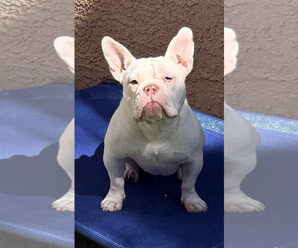 Medium Photo #1  Puppy For Sale in , 