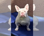 Small Photo #1  Puppy For Sale in , 