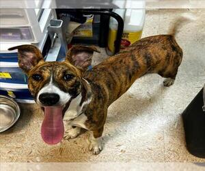 Unknown-Whippet Mix Dogs for adoption in Tulsa, OK, USA