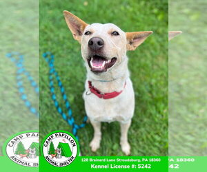 Elsa - Female Red Heeler-Unknown Mix Dog for Adoption - Photo #4