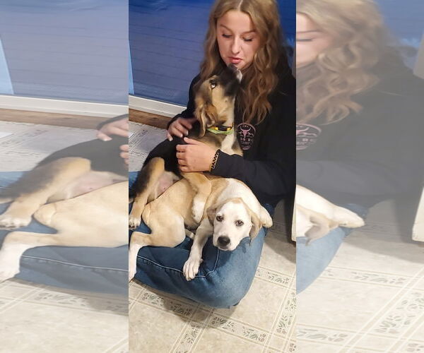 Medium Photo #4 Mutt Puppy For Sale in New London, WI, USA