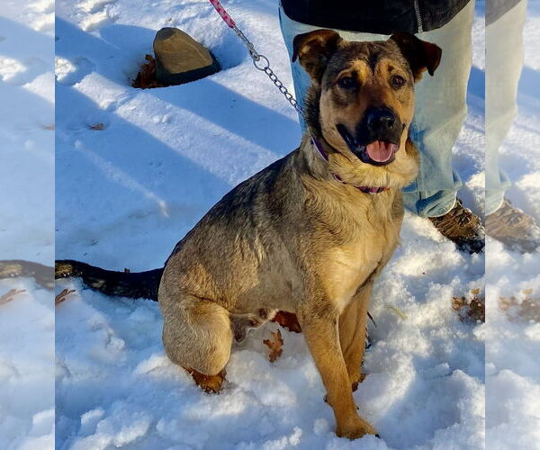 Medium Photo #1 Mutt Puppy For Sale in Farmington, MN, USA