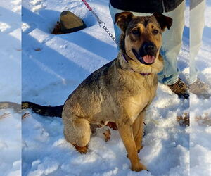 Mutt Dogs for adoption in Farmington, MN, USA