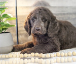Small #2 Labradoodle