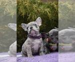 Small Photo #4 French Bulldog Puppy For Sale in GRESHAM, OR, USA