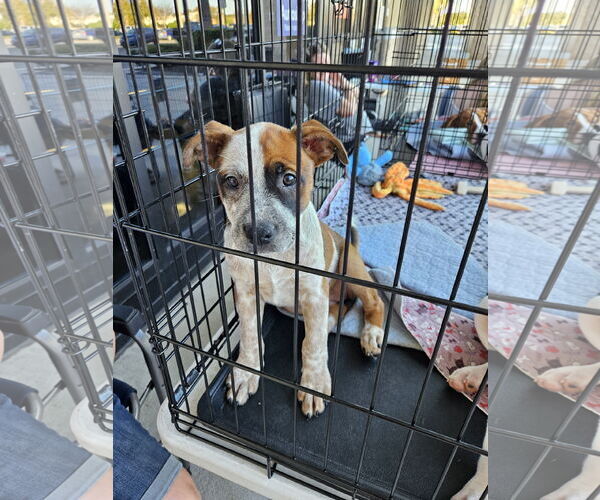 Medium Photo #4 American Bulldog-Unknown Mix Puppy For Sale in Brooksville, FL, USA