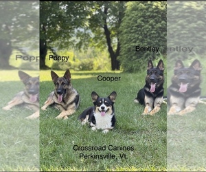 Father of the Pembroke Welsh Corgi puppies born on 06/04/2025