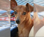 Small #2 Dachshund Mix