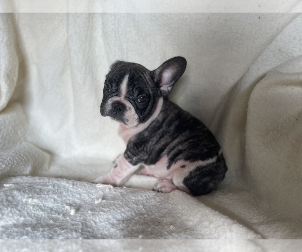 Medium Photo #5 French Bulldog Puppy For Sale in BOSTON, MA, USA