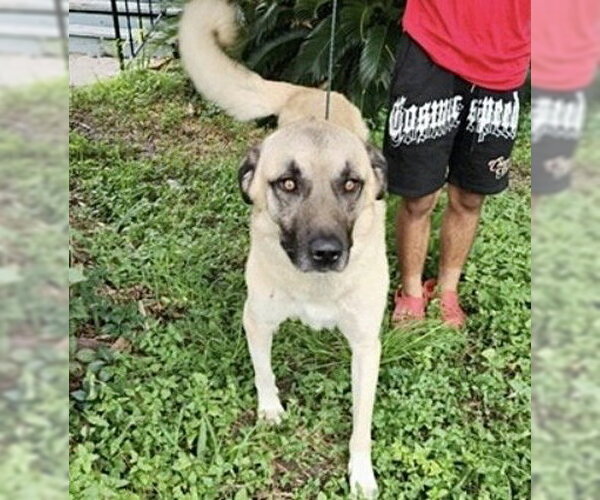 Medium Photo #2 Anatolian Shepherd-Unknown Mix Puppy For Sale in Houston, TX, USA