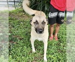 Small #1 Anatolian Shepherd Mix
