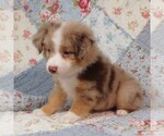 Small Photo #5 Miniature Australian Shepherd Puppy For Sale in HARRISON, OH, USA