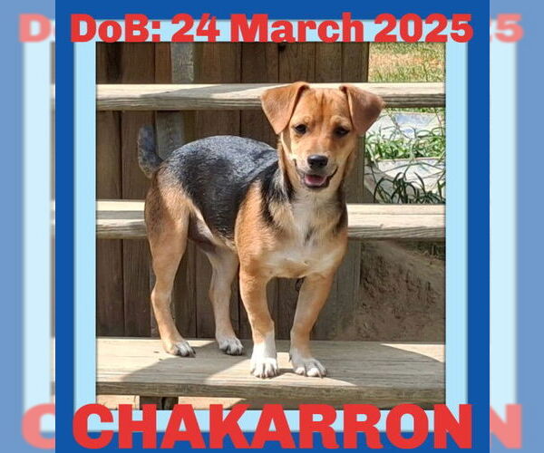 Medium Photo #4 Doxle Puppy For Sale in Sebec, ME, USA