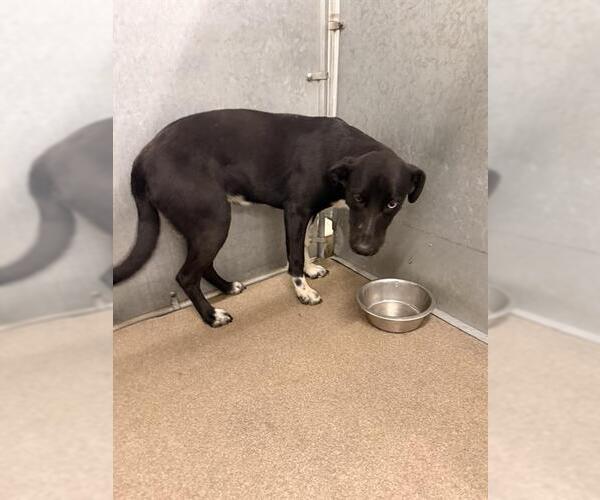 Medium Photo #1 Border Collie Puppy For Sale in HESPERIA, CA, USA