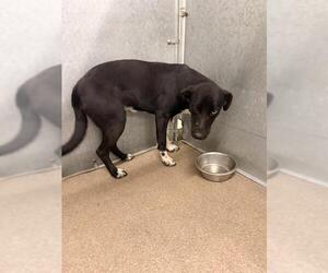 Border Collie Dogs for adoption in HESPERIA, CA, USA