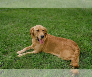 Mother of the Golden Retriever puppies born on 08/24/2025