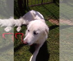 Small #5 Great Pyrenees